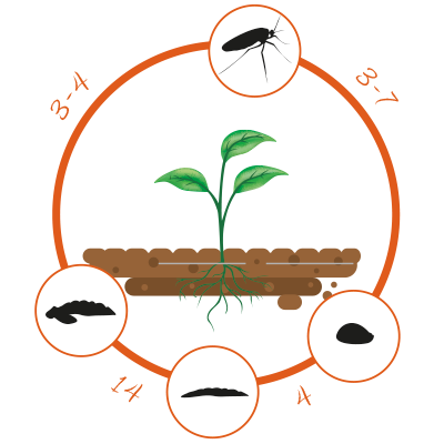 Moucherons de plantes d'intérieur : 5 solutions naturelles efficaces contre  les sciarides ! 