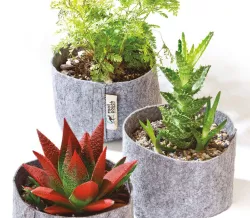 Consejo Root Pouch