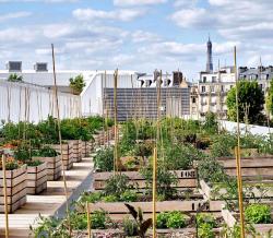 Urban Agriculture Council