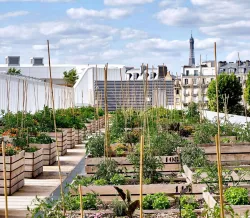 Consejo de Agricultura Urbana